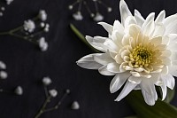 Harmony Funeral Care Singapore